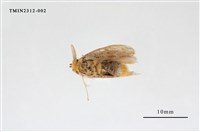 藏品(白斑黃毒蛾)的圖片